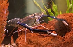 aquariumshrimp.jpg