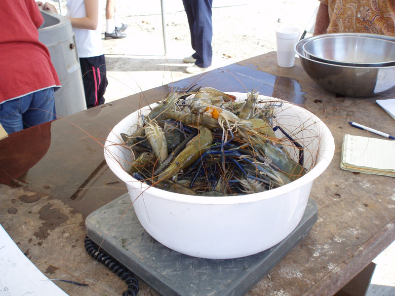 shrimponscale.jpg