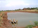 Grow-out pond being drained for harvest